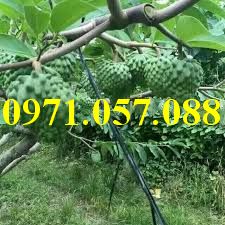 Cây giống na đài loan